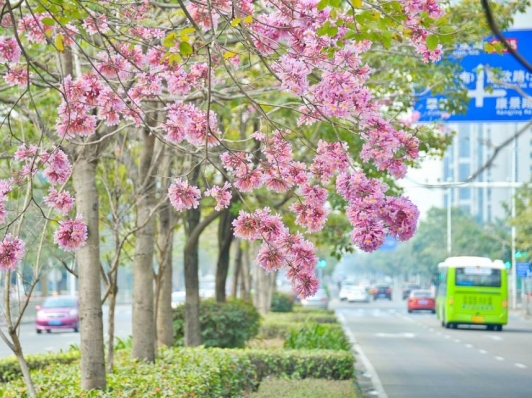 紫花风铃木进入花期,花朵颜色会由深转浅