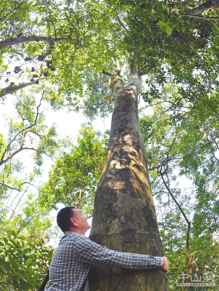 這樣高大的野生沉香樹已不容易找到,需要保護.