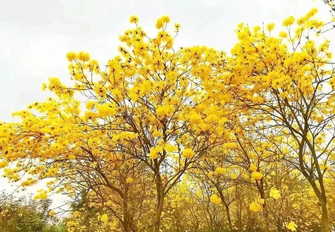 中山南朗云梯山花海春节期间开放